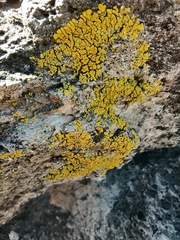 Candelina submexicana