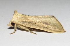 Lophocalama neuritis