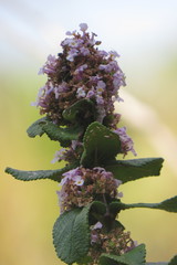 Lippia lacunosa