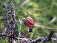 Fritillaria graeca