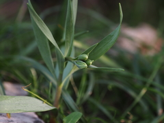 Fritillaria graeca