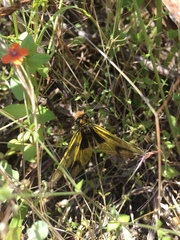 Libelloides longicornis