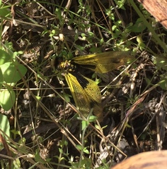 Libelloides longicornis