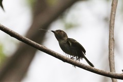 Atalotriccus pilaris