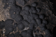 Annulohypoxylon annulatum