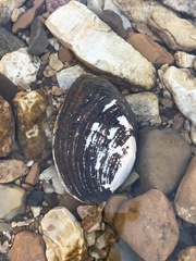 Fusconaia ozarkensis