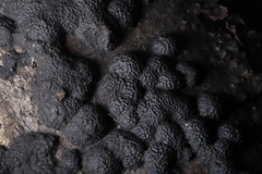 Annulohypoxylon annulatum
