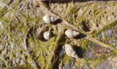 Galba truncatula