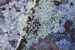 Lecanora argopholis