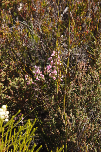 Bodkin Heath (Erica bodkinii)