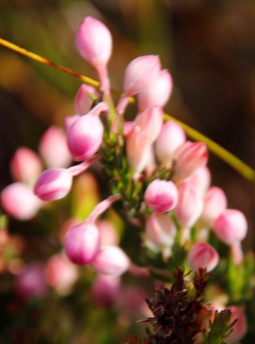 Image of Erica bodkinii by (c) Tony Rebelo, some rights reserved (CC BY-SA)