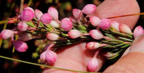 Image of Erica bodkinii by (c) Tony Rebelo, some rights reserved (CC BY-SA)
