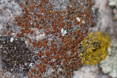 Rufoplaca arenaria