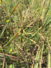 Libelloides longicornis