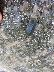 Tripoplax regularis