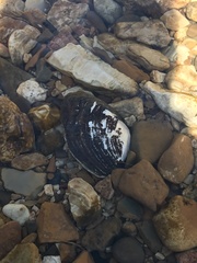 Fusconaia ozarkensis