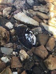 Fusconaia ozarkensis