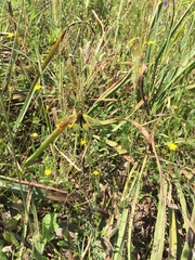 Libelloides longicornis