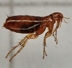 Pulicidae