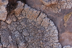 Lobothallia alphoplaca