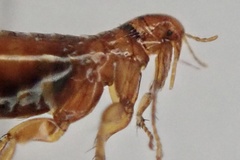 Pulicidae