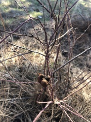 Diplolepis variabilis