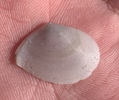 Serratina aequistriata