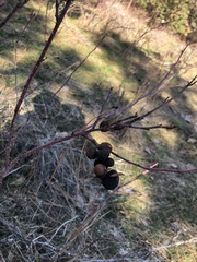 Diplolepis variabilis