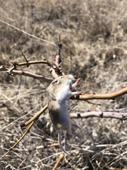 Perognathus