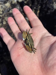 Petrolisthes cinctipes