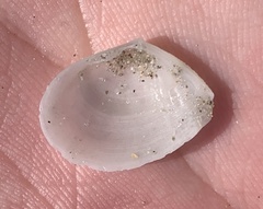 Serratina aequistriata