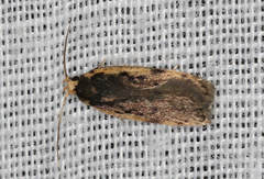 Hoplostega ochroma
