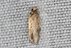 Hoplostega ochroma