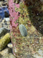 Tripoplax regularis