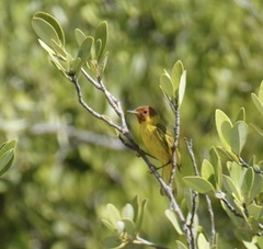 Setophaga petechia bryanti