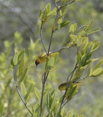 Setophaga petechia bryanti