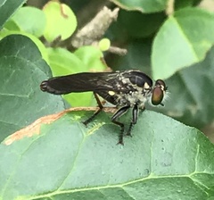 Ommatiini