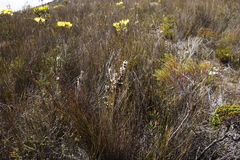 Erica grisbrookii