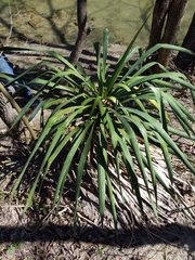 Yucca gloriosa tristis