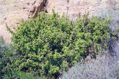 Berberis harrisoniana