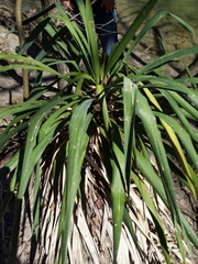 Yucca gloriosa tristis