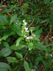 Justicia lythroides