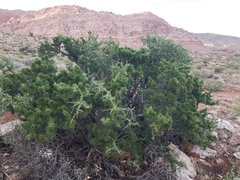 Prunus fasciculata