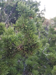 Prunus fasciculata