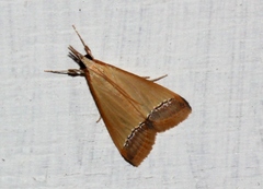 Autocharis