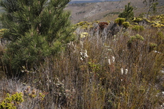 Erica grisbrookii