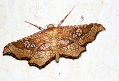 Hypolamprus
