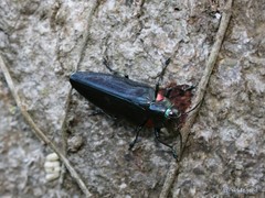 Belionota prasina