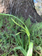 Festuca subuliflora