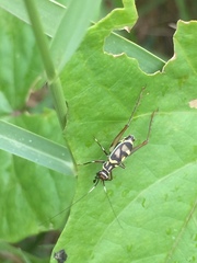 Phylloscyrtus amoenus